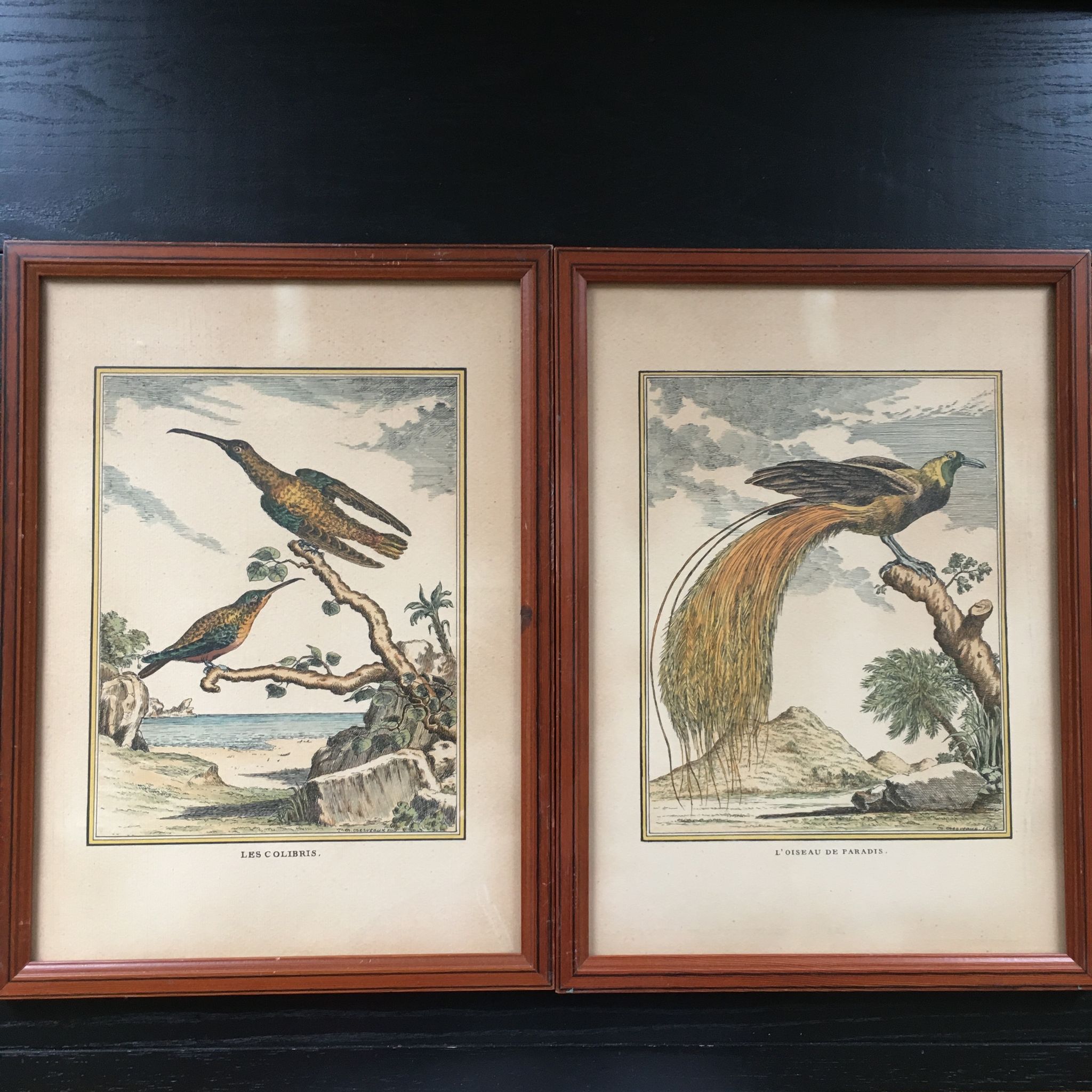 Illustration the bird of paradise