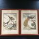 Illustration l’oiseau de paradis