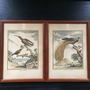 Illustration the bird of paradise