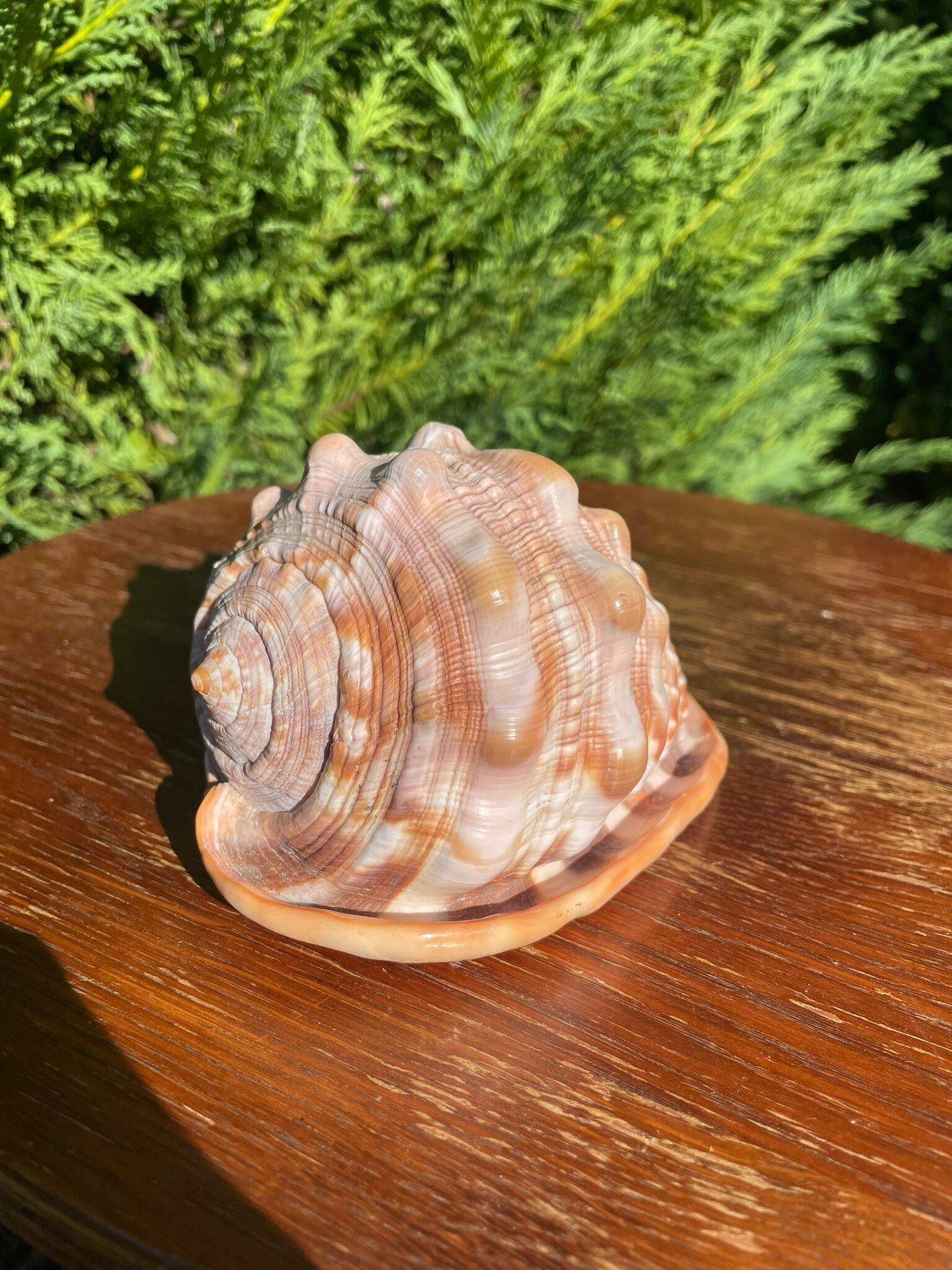 Large seashell: Cypraecassis rufa