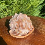 Large seashell: Cypraecassis rufa
