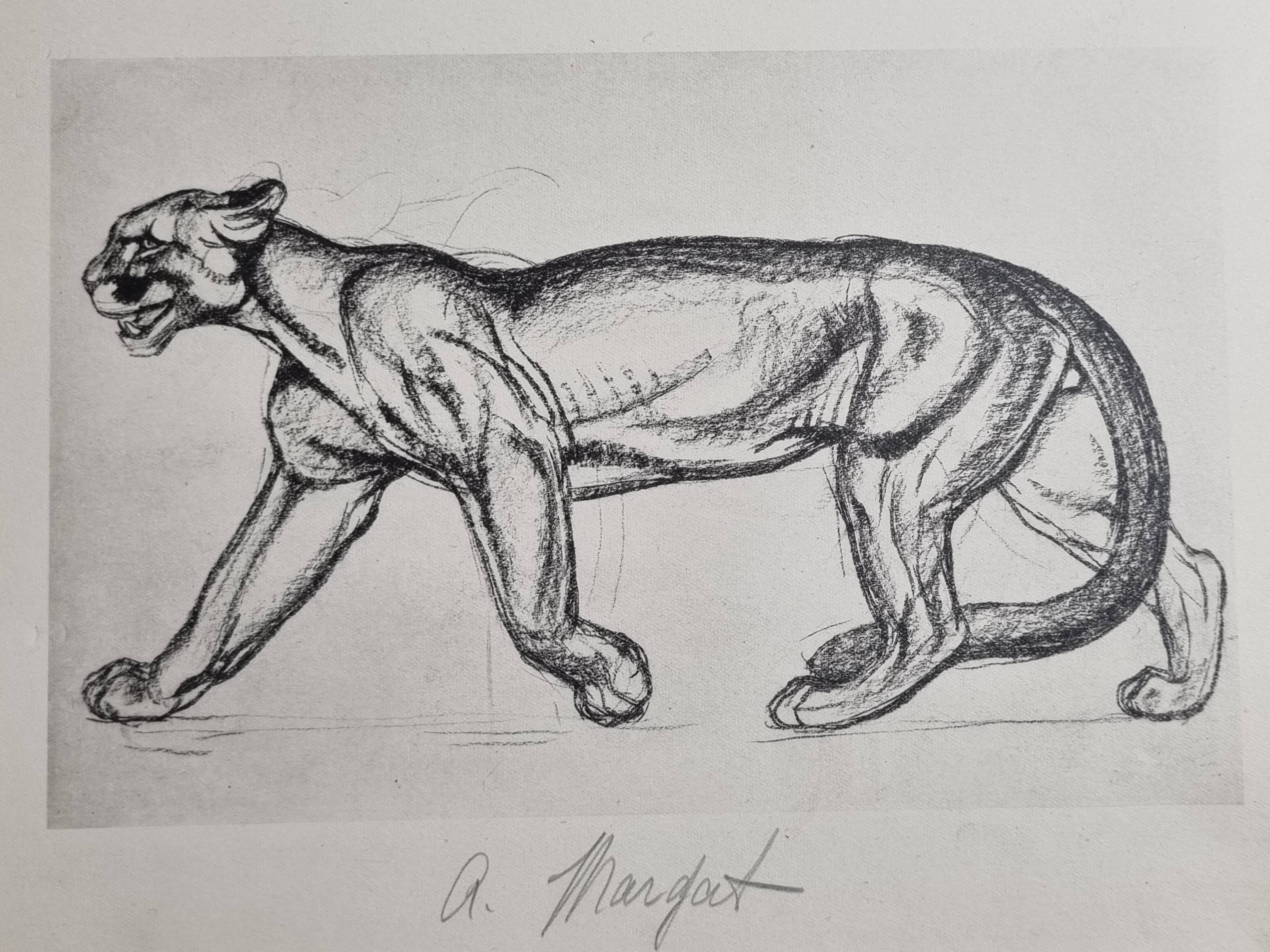 Illustrated plate – studies of feline and bear – Signed André Margat, 1930