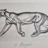 Illustrated plate – studies of feline and bear – Signed André Margat, 1930