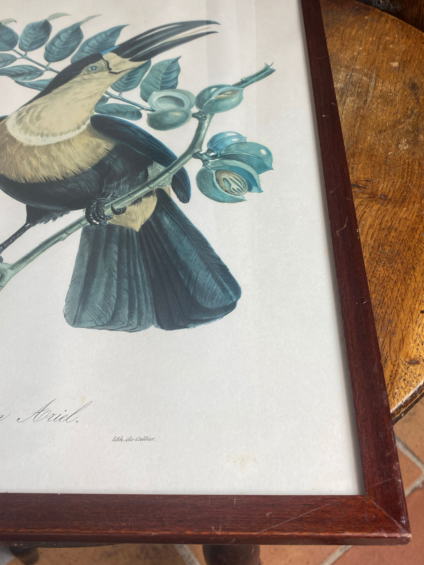 Gravure, Toucan Ariel, Descourtilz