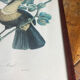 Gravure, Toucan Ariel, Descourtilz