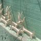 Solid brass knife holder gazelle antelope