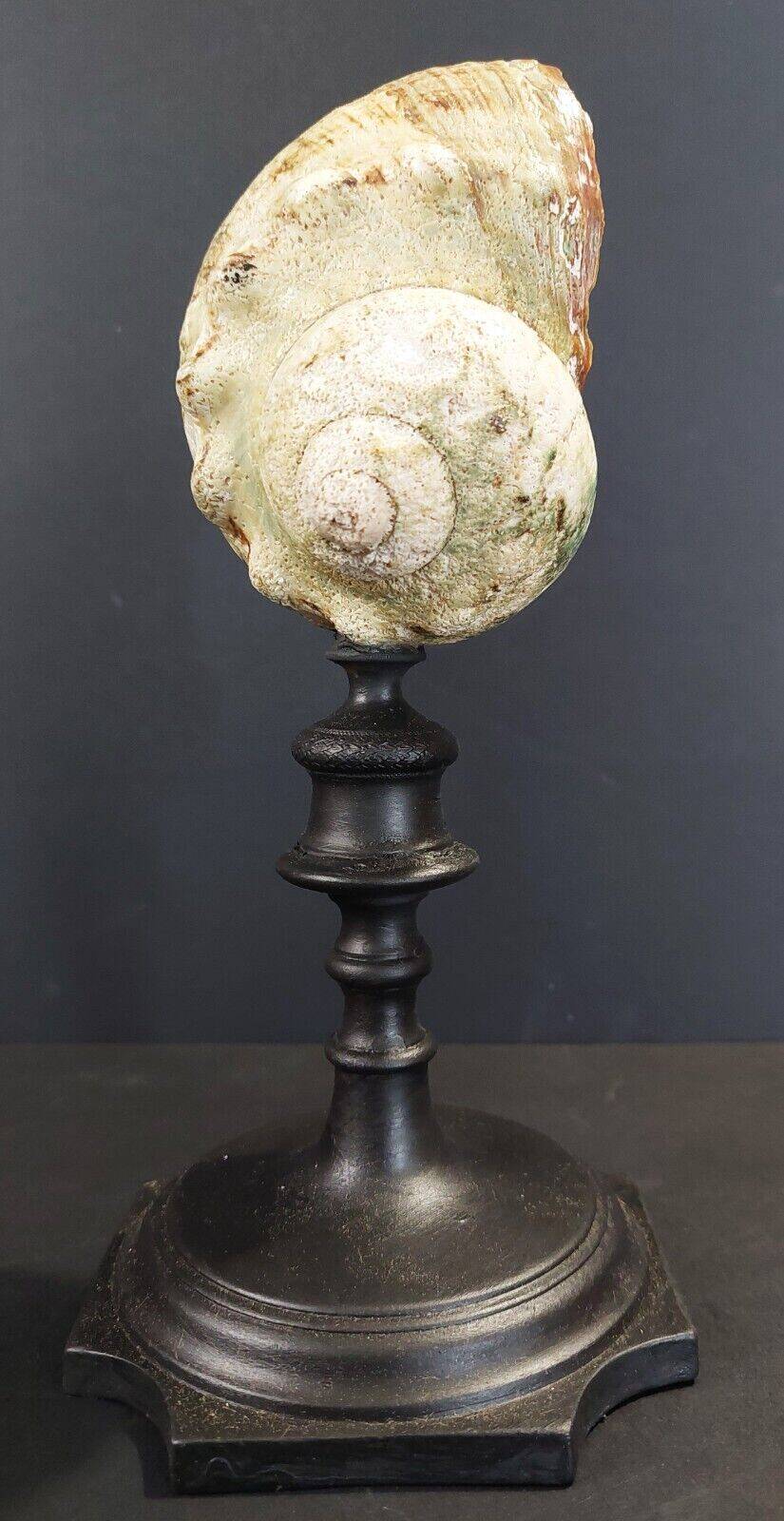 Cabinet of curiosities turbo marmoratus shell on base
