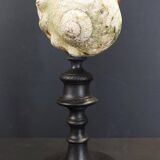 Cabinet of curiosities turbo marmoratus shell on base