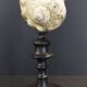 Cabinet of curiosities turbo marmoratus shell on base