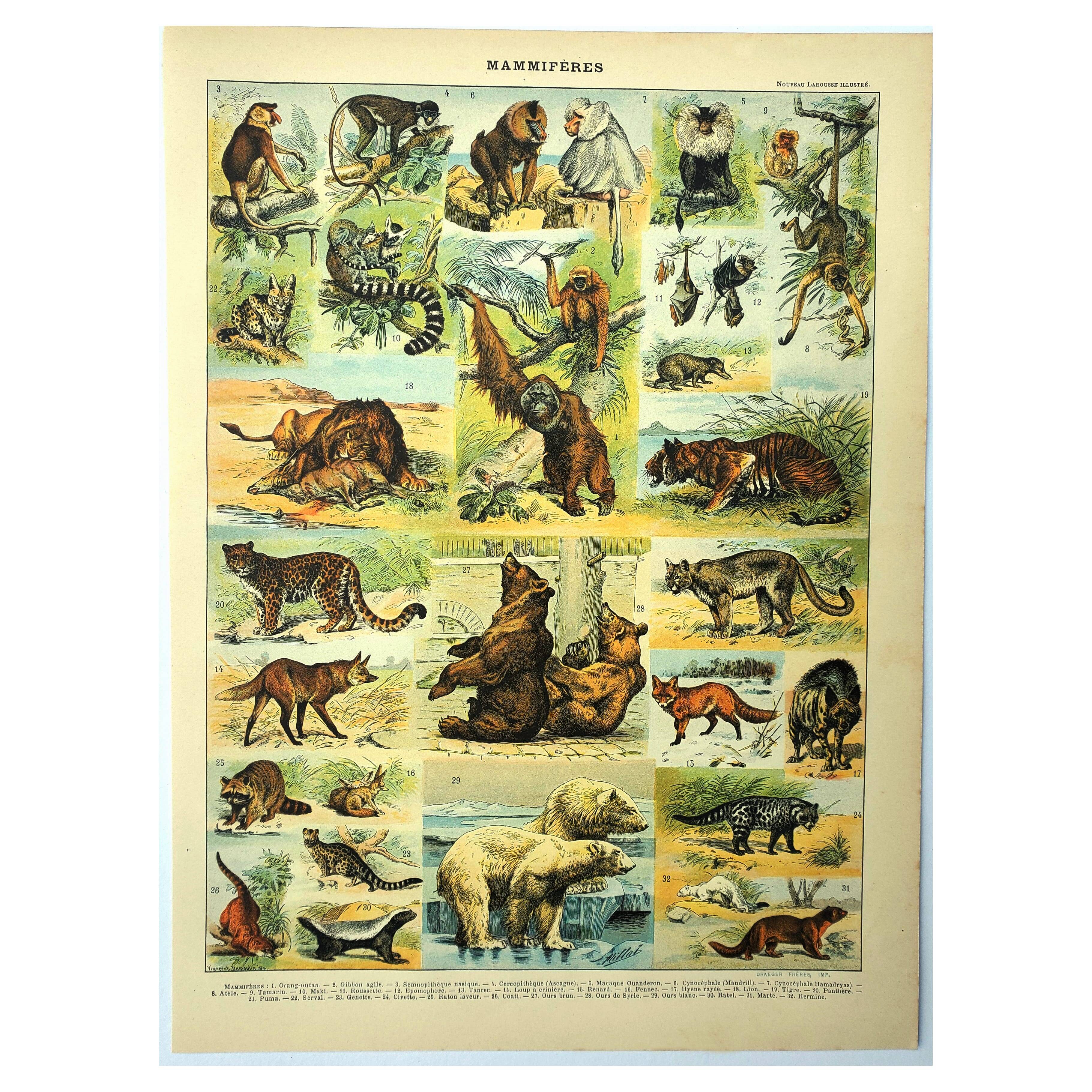 Antique engraving 1897 - Mammals 2, animals, zoology
