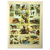 Gravure ancienne 1897 - Mammifères, animaux, zoologie