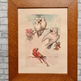 Lithograph birds signed 1996 in beautiful frame in magnifying glass 82xx50