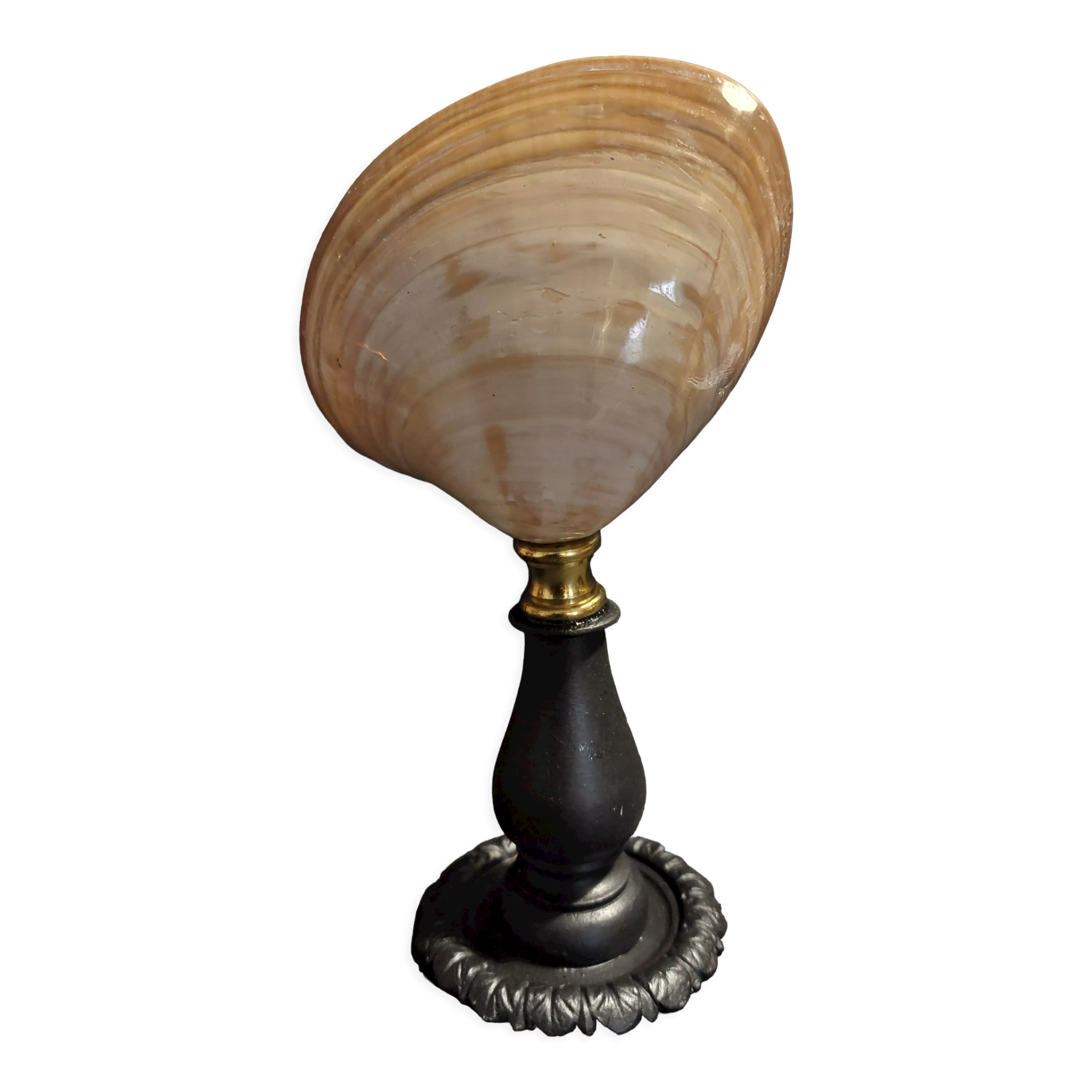 Cabinet of Curiosities shell codakia tigerina on base