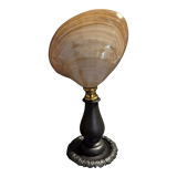 Cabinet of Curiosities shell codakia tigerina on base