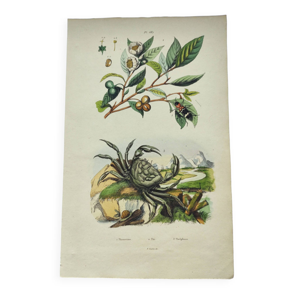 Gravure Ancienne Originale - 1850 - Crustacés & Crabes - Planche Couleurs - Carcinologie