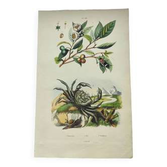 Gravure ancienne de 1838 -Crabe et thé- Planche coloriée à la main zoologique et botanique. Original