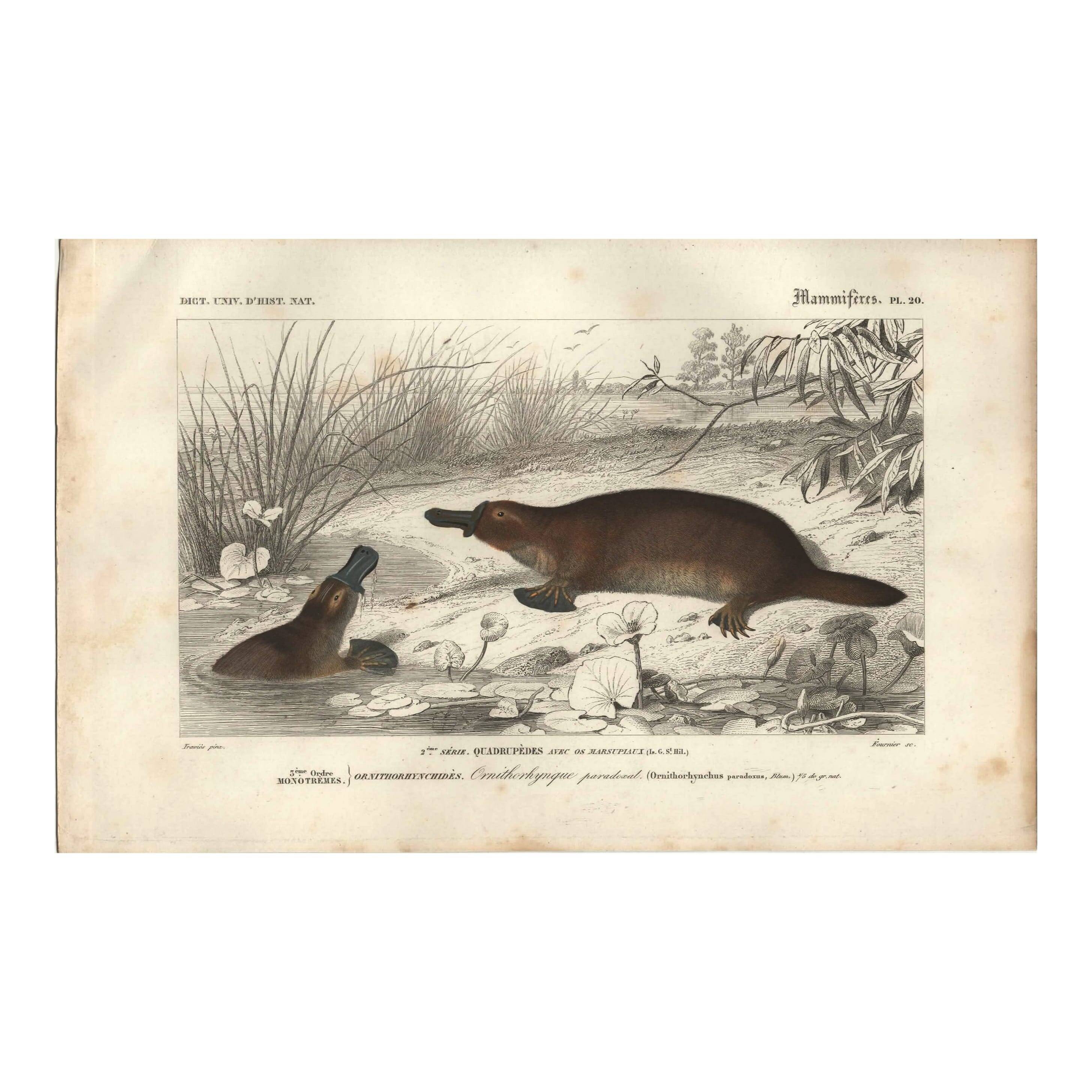 Gravure ancienne 1849 - Ornithorynque par , ovipare, venin, Australie
