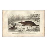 Gravure ancienne 1849 - Ornithorynque par , ovipare, venin, Australie