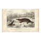 Antique engraving, 1849 - Platypus, oviparous, venom, Australia