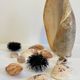 Collection de coquillages