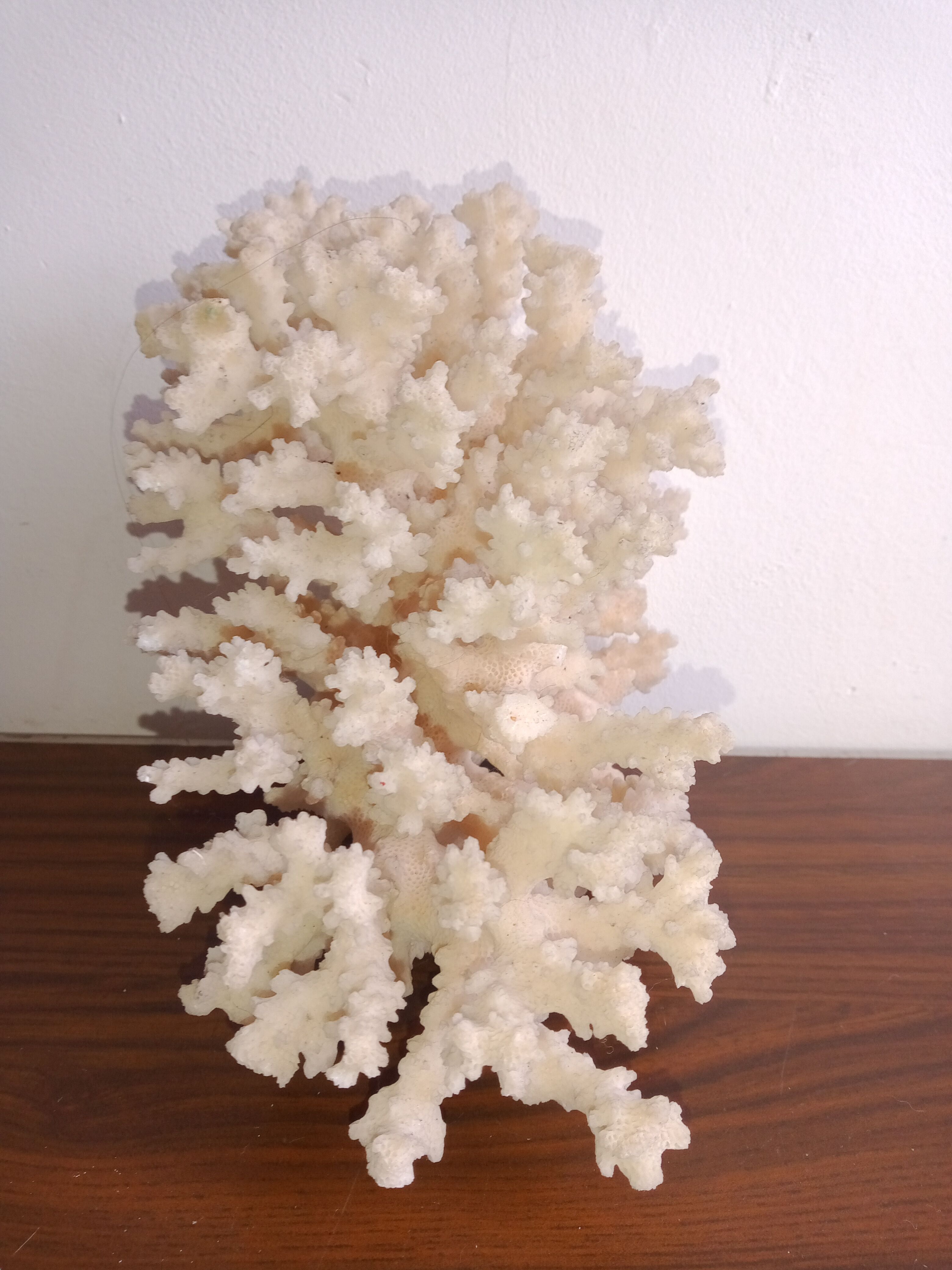 White coral