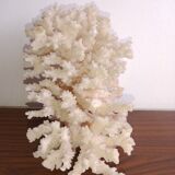 Corail blanc