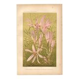 Gravure Botanique de 1889 - Colchique - ancienne Lithographie vintage fleur
