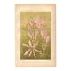 Botanical engraving from 1889 - Autumn crocus - antique vintage lithograph flower