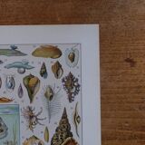 Lithographie originale sur les mollusques