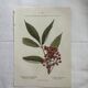 Vintage botanical plate double-sided French flower plant