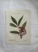 Vintage botanical plate double-sided French flower plant