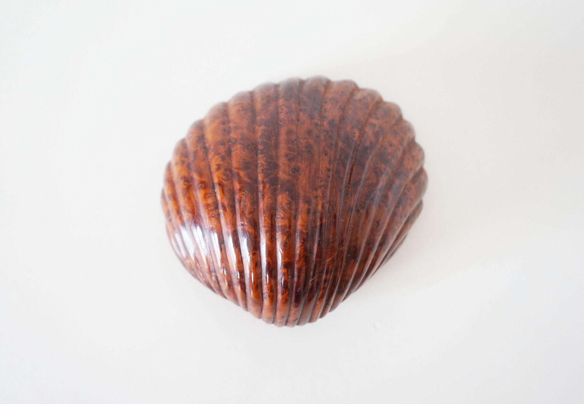 Empty cup shell pocket in elm magnifying glass