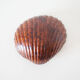 Empty cup shell pocket in elm magnifying glass