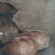 Still life painting