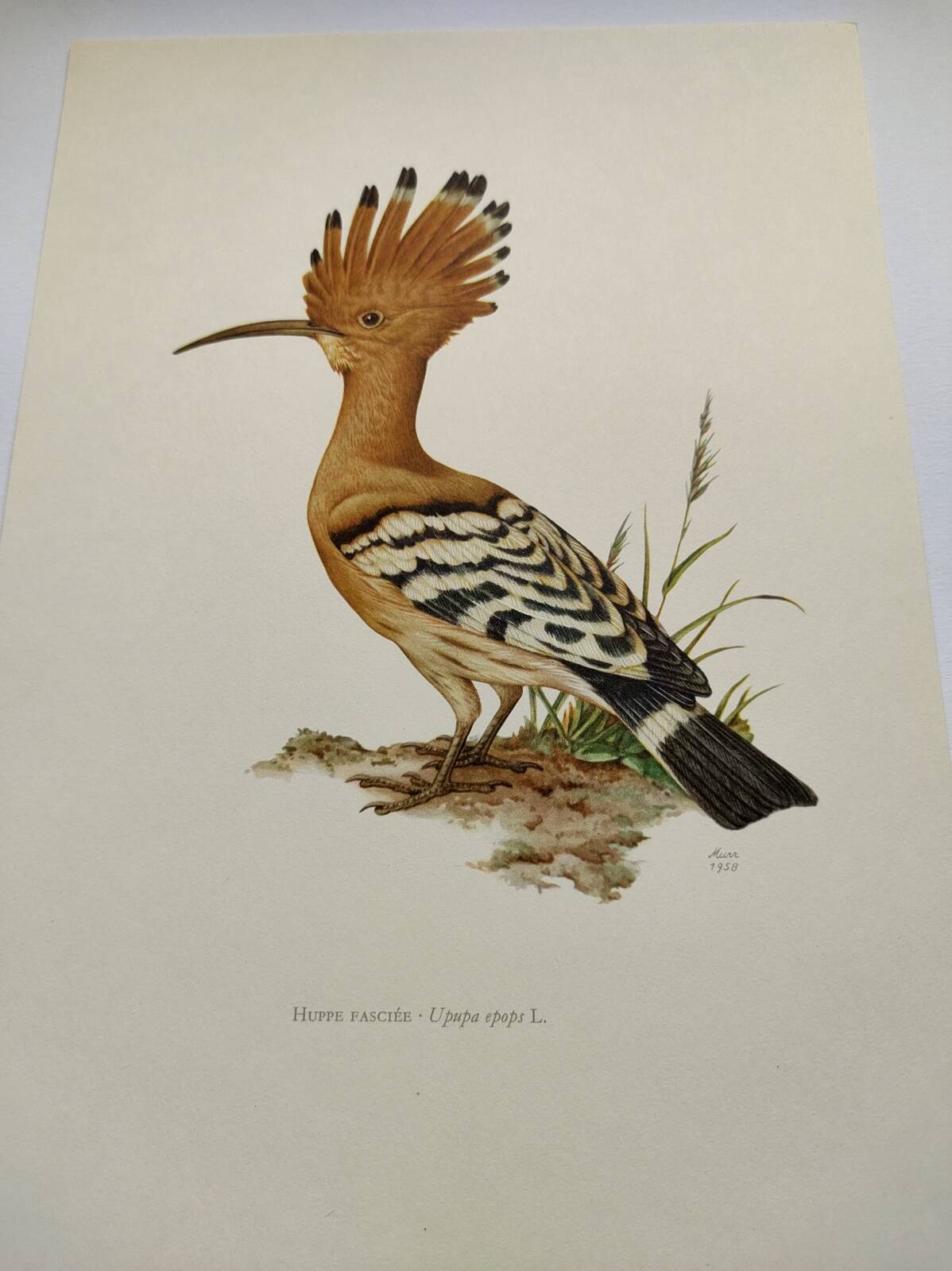 Bird board from the 60s - Hoopoe - Vintage zoological and ornithological illustration