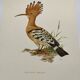 Bird board from the 60s - Hoopoe - Vintage zoological and ornithological illustration