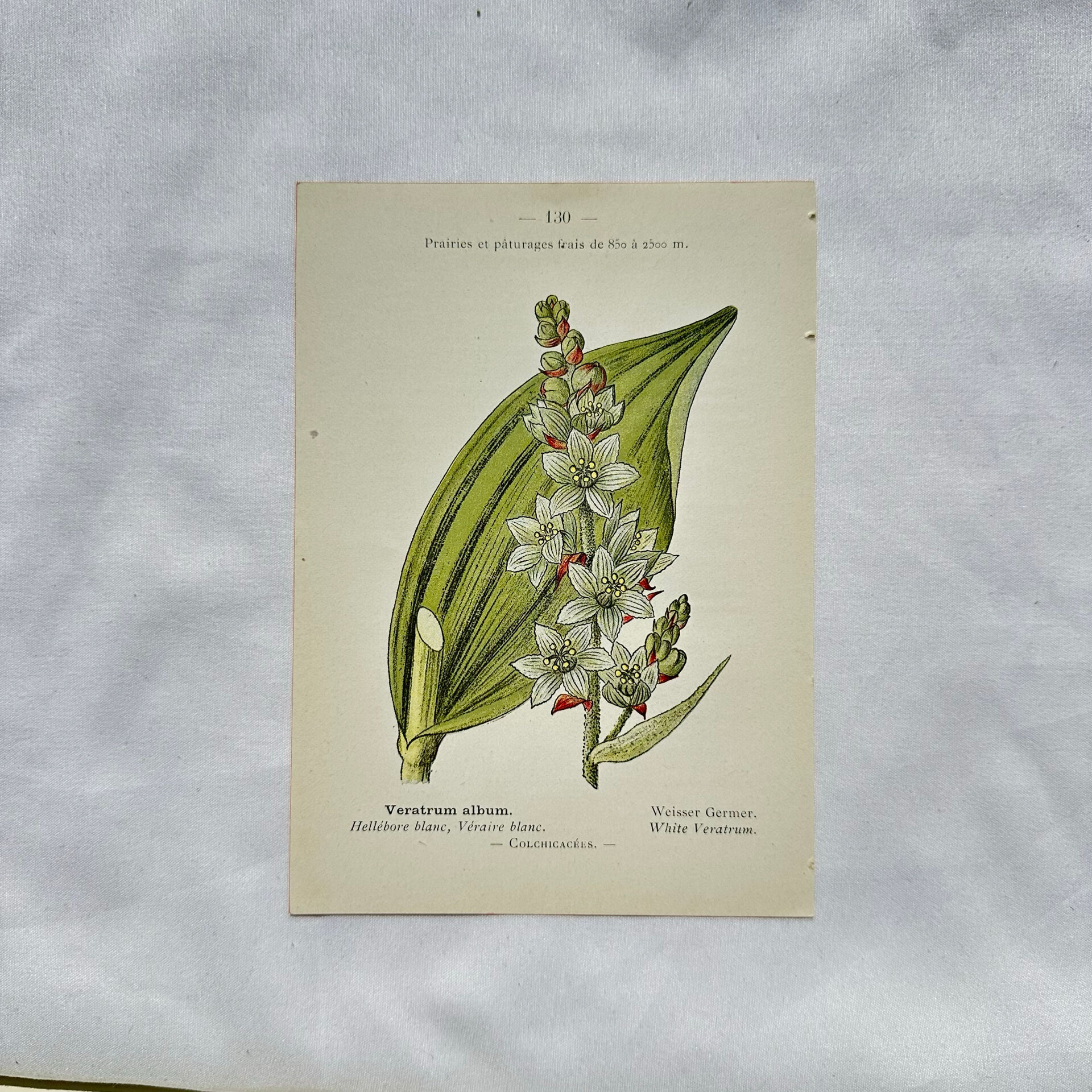 Old Botanical Engraving, "White Hellebore & Dwarf Juniper", Herbie