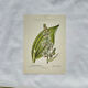 Old Botanical Engraving, "White Hellebore & Dwarf Juniper", Herbie