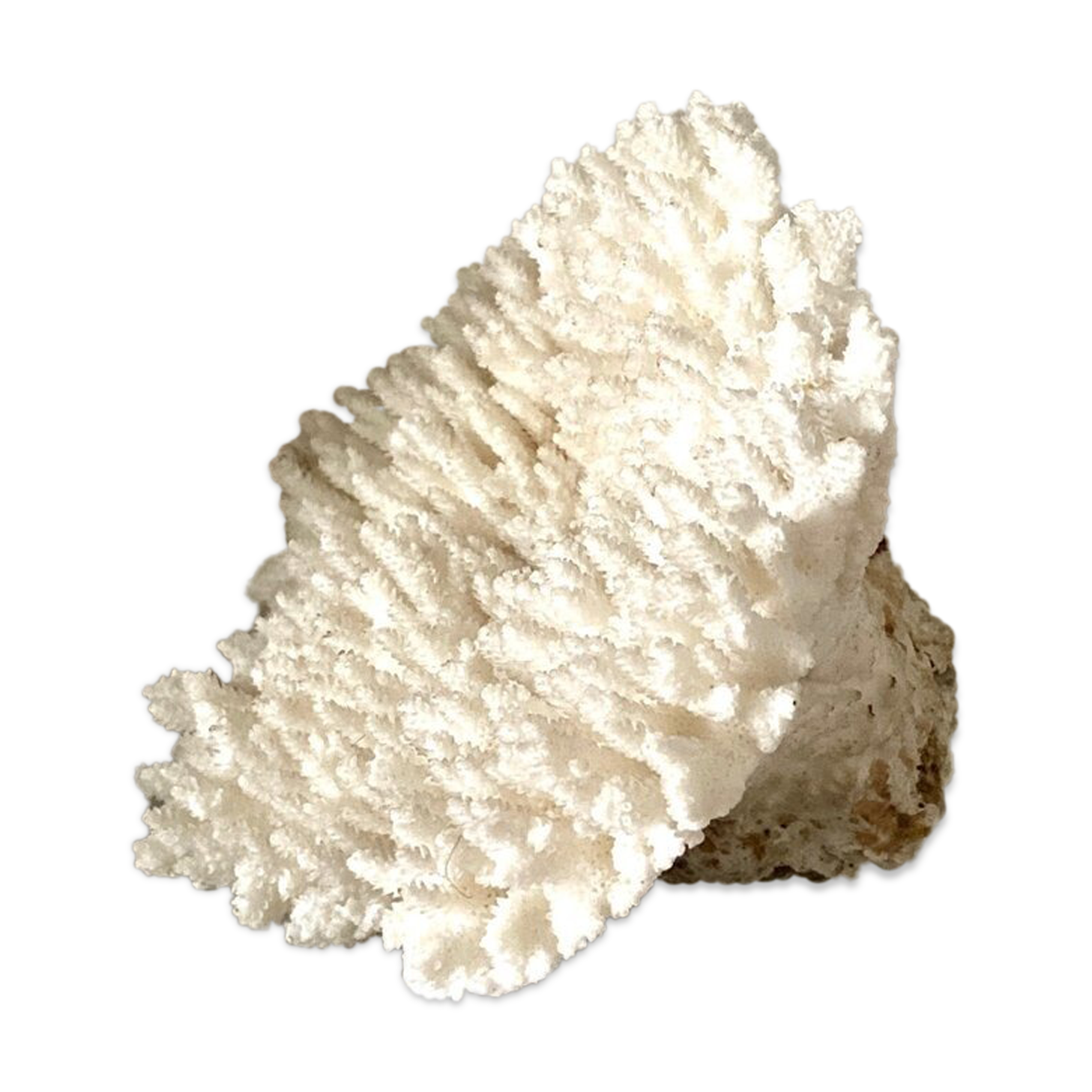 Coral, white acropora