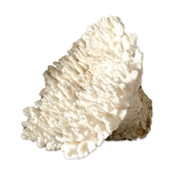 Coral, white acropora