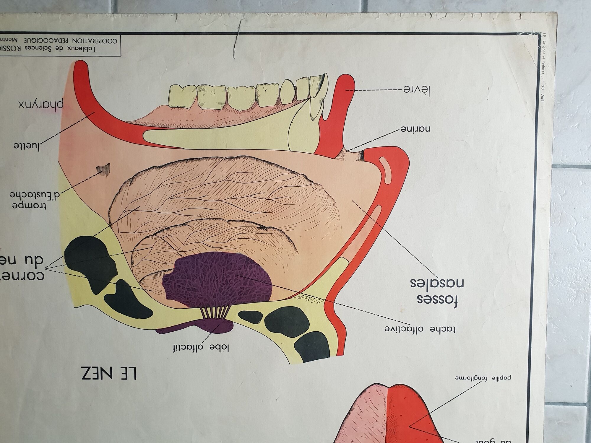 School poster Rossignol - taste and smell and the eye