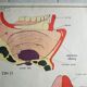 School poster Rossignol - taste and smell and the eye
