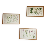 Petites planches botaniques