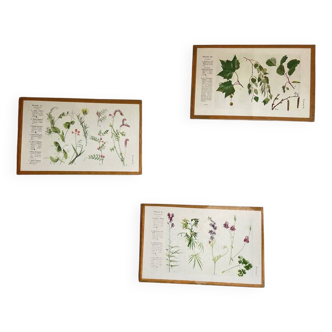 Small botanical boards