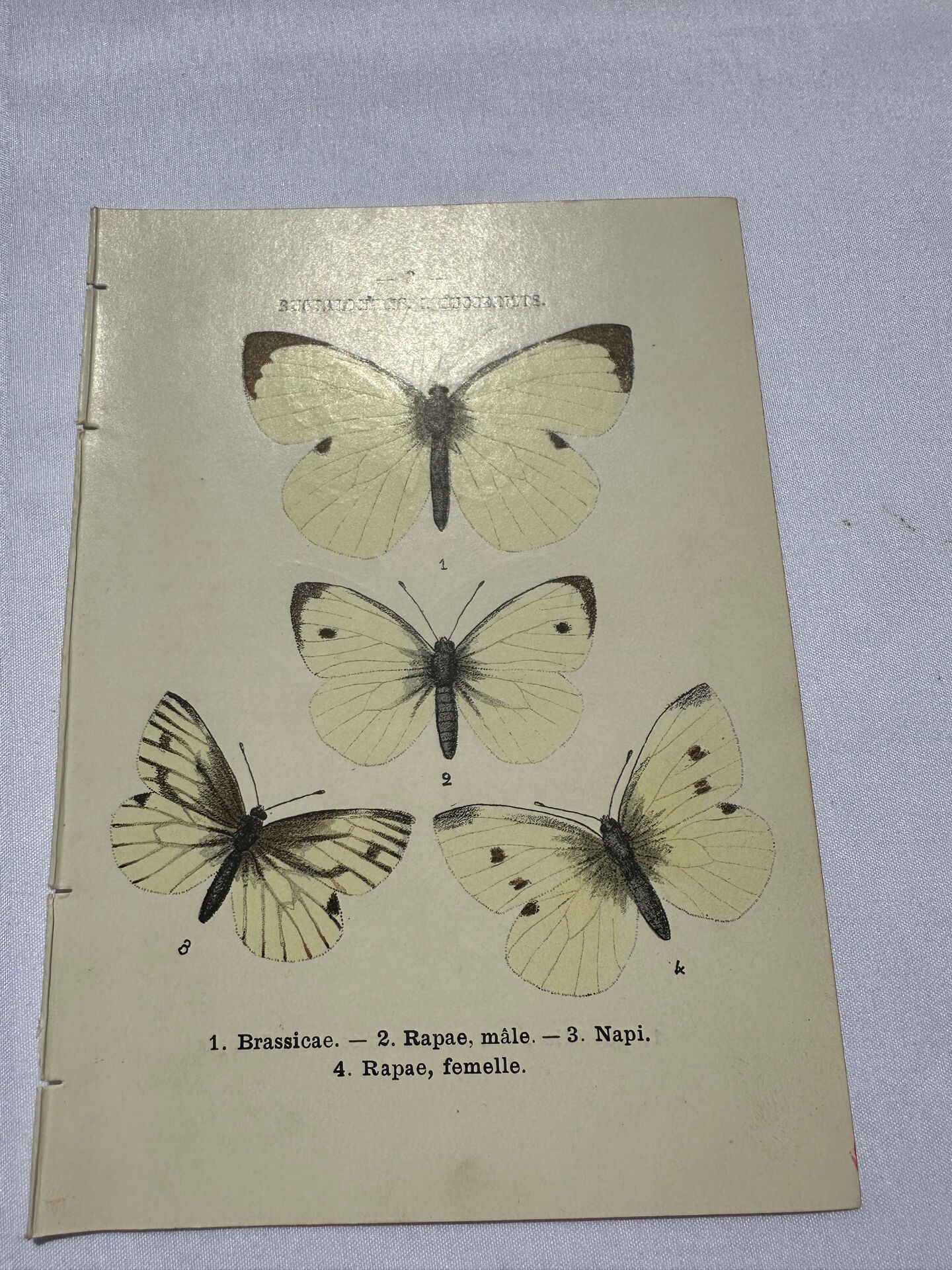 Butterfly engraving botanical plate naturalist science