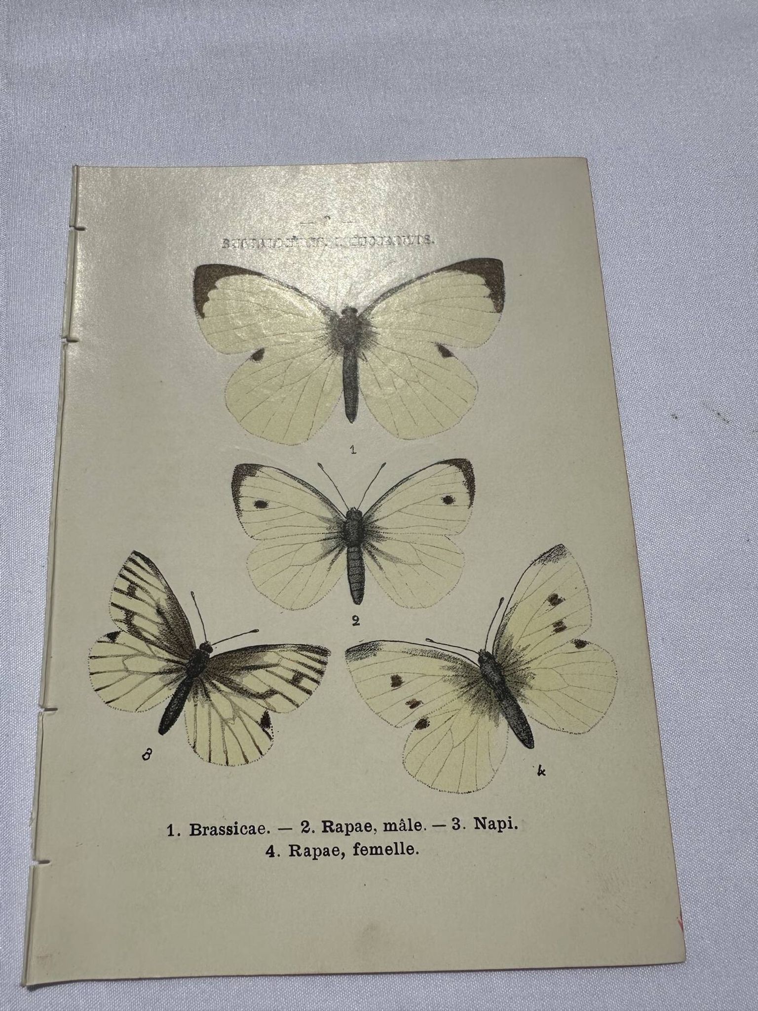 Gravure papillon planche botanique naturaliste science
