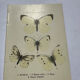 Butterfly engraving botanical plate naturalist science