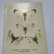 Gravure papillon planche botanique naturaliste science