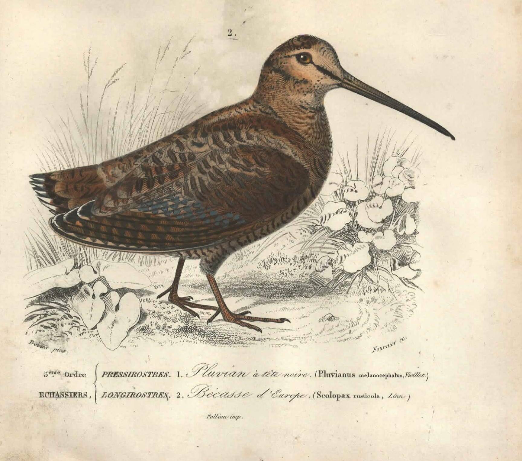 Gravure ancienne 1849 - Pluvian par , Afrique, rivage, insectivore