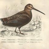 Gravure ancienne 1849 - Pluvian par , Afrique, rivage, insectivore